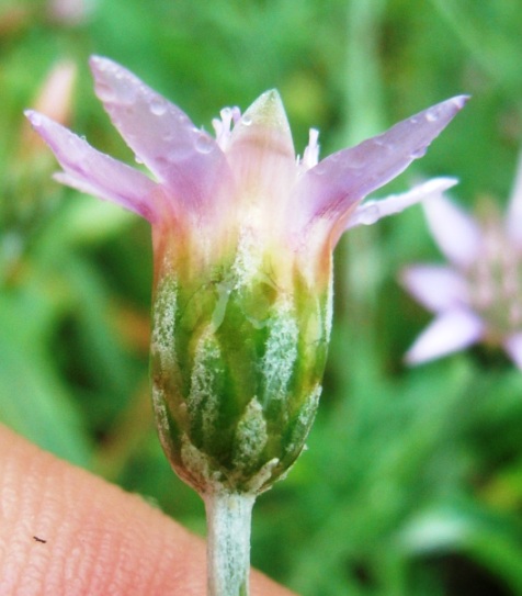 Xeranthemum cylindraceum / Perpetuini piccoli